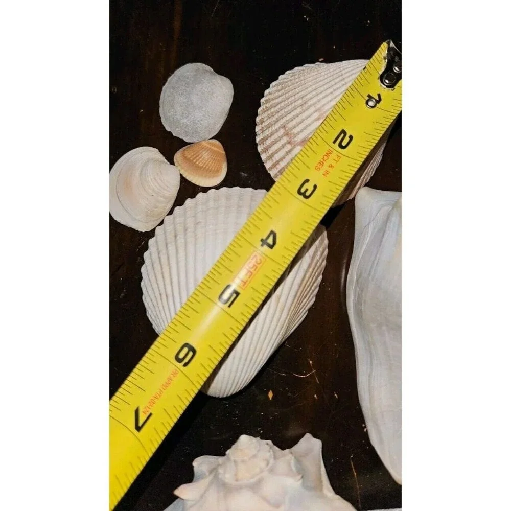 18‎ Lot: 16 Seashells &2 Puff Sand Dollars Sells Only!